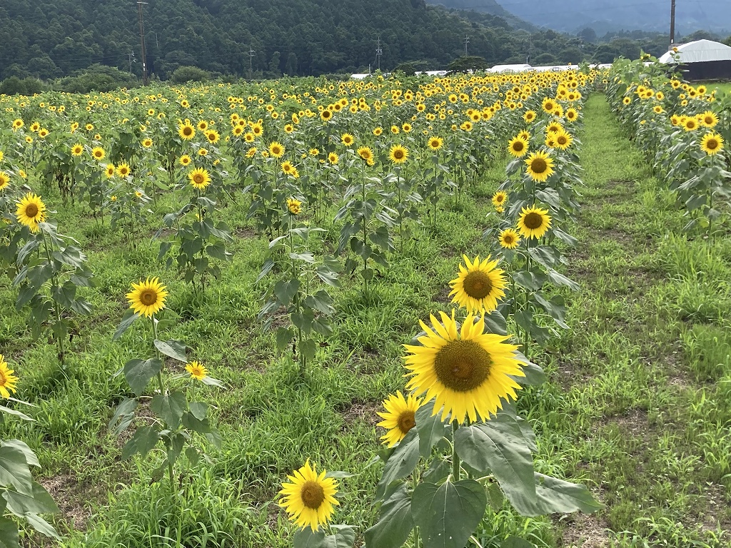 JR関駅南側ひまわり畑は満開です。（2023.7.11） | 亀山市観光協会